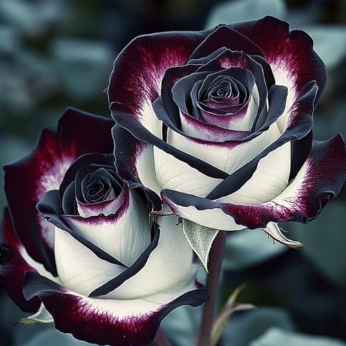 Rosenrhizom/Kletterrosen/Hybrid-Strauchrosen-Strahlende Rosen für Ihren Garten–Premium-Sorten-G-4 Knollen Rosenrhizom/Kletterrosen/Hybrid-Strauchrosen-Strahlende Rosen für Ihren Garten–Premium-Sorten-G-4 Knollen von OPVDJD