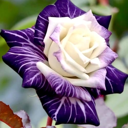 Rosenrhizom-mehrjährig winterhart/Leicht zu züchten/Pflegeleicht/Zimmer/Balkon-D-1 Rhizome Rosenrhizom-mehrjährig winterhart/Leicht zu züchten/Pflegeleicht/Zimmer/Balkon-D-1 Rhizome von OPVDJD