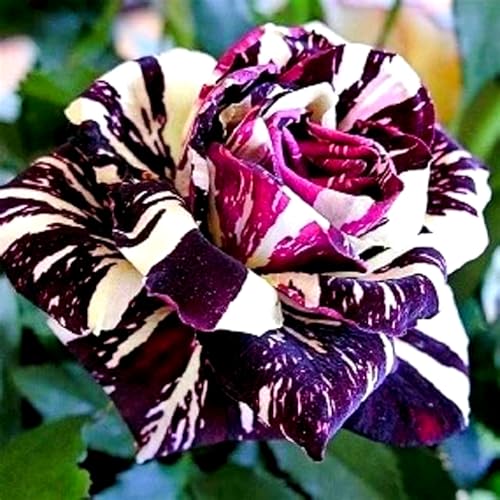 Rosenrhizom-mehrjährig winterhart/Leicht zu züchten,die Blüten sind frisch und voll//Heimdekoration-C-1 Rhizome von OPVDJD