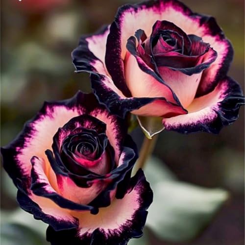 Rosenrhizom-mehrjährig winterhart/Pflegeleicht/Zimmer/Balkon/Schreibtisch/Heimdekoration/Sehr dekorativ-F-1 Rhizome Rosenrhizom-mehrjährig winterhart/Pflegeleicht/Zimmer/Balkon/Schreibtisch/Heimdekoration/Sehr dekorativ-F-1 Rhizome von OPVDJD