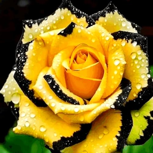 Rosenrhizom-winterharte Stauden/Zimmer/Balkon/Schreibtisch/Heimdekoration/Sehr dekorativ-D-1 Rhizome Rosenrhizom-winterharte Stauden/Zimmer/Balkon/Schreibtisch/Heimdekoration/Sehr dekorativ-D-1 Rhizome von OPVDJD