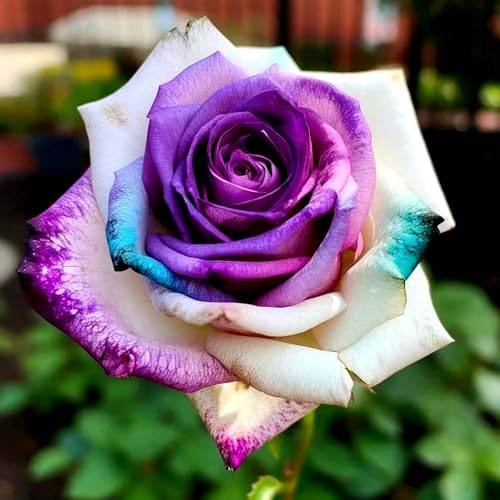 Rosenrhizom-winterharte Stauden/Zimmer/Balkon/Schreibtisch/Heimdekoration/Sehr dekorativ-E-1 Rhizome Rosenrhizom-winterharte Stauden/Zimmer/Balkon/Schreibtisch/Heimdekoration/Sehr dekorativ-E-1 Rhizome von OPVDJD