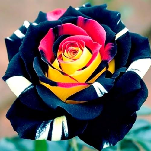 Rosenrhizom-winterharte Stauden/Zimmer/Balkon/Schreibtisch-A-1 Rhizome Rosenrhizom-winterharte Stauden/Zimmer/Balkon/Schreibtisch-A-1 Rhizome von OPVDJD