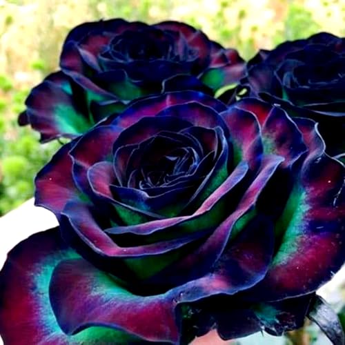 Rosenrhizom-winterharte Stauden/Zimmer/Balkon/Schreibtisch-E-2 Rhizome Rosenrhizom-winterharte Stauden/Zimmer/Balkon/Schreibtisch-E-2 Rhizome von OPVDJD