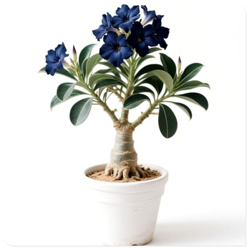 Seltene Farbe Wüstenrose/Adenium obesum-Mehrjährig winterhart,Exotische Vielfalt, einzigartige Mischung-3 Rhizome-C von OPVDJD