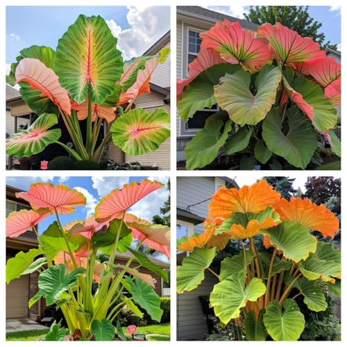 Tropical Elefantenohr-mehrjährig winterhart，Geeignet für die Bepflanzung im Freien von OPVDJD