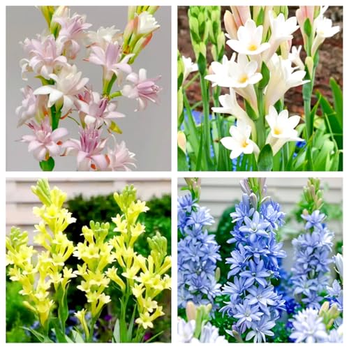 Tuberose, Tuberosezwiebeln, Tuberosepflanze - winterharte Staude, Blumenzwiebeln, starker Duft-4zwiebeln-F von OPVDJD
