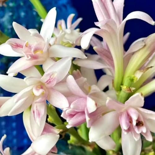 Tuberose Knollen-Mehrjährig winterhart/Begrünung/Verschönern Sie Ihre Umgebung/Geeignet zur Dekoration Ihres Gartens-4 Knollen-B Tuberose Knollen-Mehrjährig winterhart/Begrünung/Verschönern Sie Ihre Umgebung/Geeignet zur Dekoration Ihres Gartens-4 Knollen-B von OPVDJD