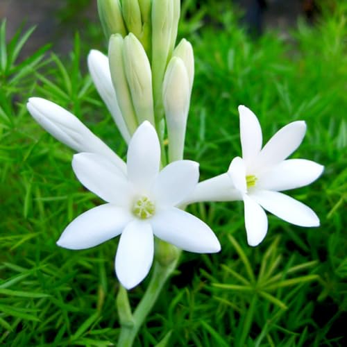 Tuberose Knollen-Mehrjährig winterhart/Begrünung/Verschönern Sie Ihre Umgebung/Geeignet zur Dekoration Ihres Gartens-4 Knollen-C Tuberose Knollen-Mehrjährig winterhart/Begrünung/Verschönern Sie Ihre Umgebung/Geeignet zur Dekoration Ihres Gartens-4 Knollen-C von OPVDJD