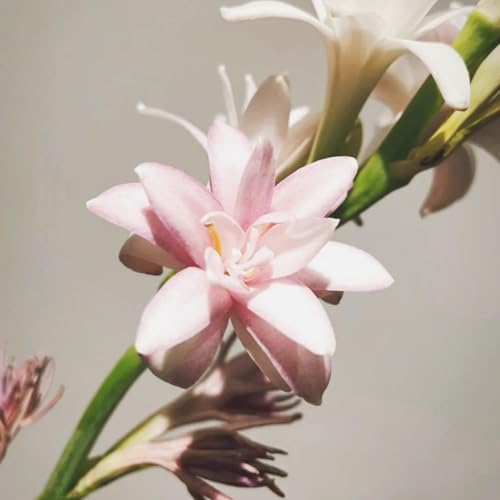 Tuberose Knollen-Mehrjährig winterhart/Begrünung/Verschönern Sie Ihre Umgebung/Geeignet zur Dekoration Ihres Gartens-6 Knollen-D Tuberose Knollen-Mehrjährig winterhart/Begrünung/Verschönern Sie Ihre Umgebung/Geeignet zur Dekoration Ihres Gartens-6 Knollen-D von OPVDJD