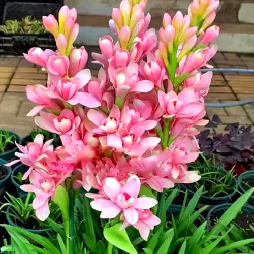Tuberose Knollen-Mehrjährig winterhart,Begrünung Verschönern Sie Ihre Umgebung Geeignet zur Dekoration Ihres Gartens-10 Knollen-C Tuberose Knollen-Mehrjährig winterhart,Begrünung Verschönern Sie Ihre Umgebung Geeignet zur Dekoration Ihres Gartens-10 Knollen-C von OPVDJD