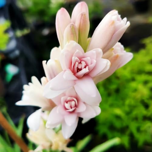 Tuberose Knollen-Mehrjährig winterhart,Begrünung Verschönern Sie Ihre Umgebung Geeignet zur Dekoration Ihres Gartens-4 Knollen-D Tuberose Knollen-Mehrjährig winterhart,Begrünung Verschönern Sie Ihre Umgebung Geeignet zur Dekoration Ihres Gartens-4 Knollen-D von OPVDJD