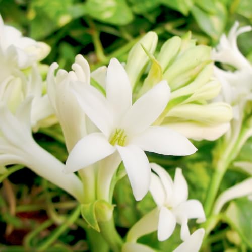 Tuberose Knollen-Mehrjährig winterhart,Begrünung Verschönern Sie Ihre Umgebung Geeignet zur Dekoration Ihres Gartens-6 Knollen-A Tuberose Knollen-Mehrjährig winterhart,Begrünung Verschönern Sie Ihre Umgebung Geeignet zur Dekoration Ihres Gartens-6 Knollen-A von OPVDJD