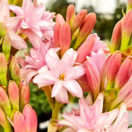 Tuberose Knollen-Mehrjährig winterhart,Begrünung Verschönern Sie Ihre Umgebung Geeignet zur Dekoration Ihres Gartens-8 Knollen-B Tuberose Knollen-Mehrjährig winterhart,Begrünung Verschönern Sie Ihre Umgebung Geeignet zur Dekoration Ihres Gartens-8 Knollen-B von OPVDJD