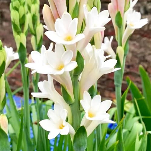 Tuberose Knollen-Mehrjährig winterhart/Geeignet zur Dekoration Ihres Gartens/Begrünung/Verschönern Sie Ihre Umgebung-10 Knollen-C Tuberose Knollen-Mehrjährig winterhart/Geeignet zur Dekoration Ihres Gartens/Begrünung/Verschönern Sie Ihre Umgebung-10 Knollen-C von OPVDJD