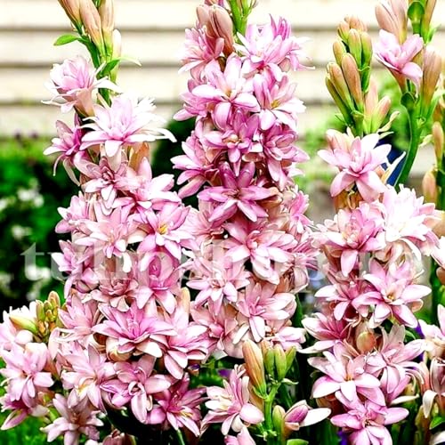 Tuberose Knollen-Mehrjährig winterhart/Geeignet zur Dekoration Ihres Gartens/Begrünung/Verschönern Sie Ihre Umgebung-15 Knollen-B Tuberose Knollen-Mehrjährig winterhart/Geeignet zur Dekoration Ihres Gartens/Begrünung/Verschönern Sie Ihre Umgebung-15 Knollen-B von OPVDJD