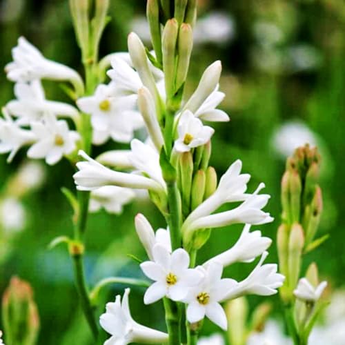 Tuberose Knollen-Mehrjährig winterhart/Geeignet zur Dekoration Ihres Gartens/Begrünung/Verschönern Sie Ihre Umgebung-4 Knollen-E Tuberose Knollen-Mehrjährig winterhart/Geeignet zur Dekoration Ihres Gartens/Begrünung/Verschönern Sie Ihre Umgebung-4 Knollen-E von OPVDJD