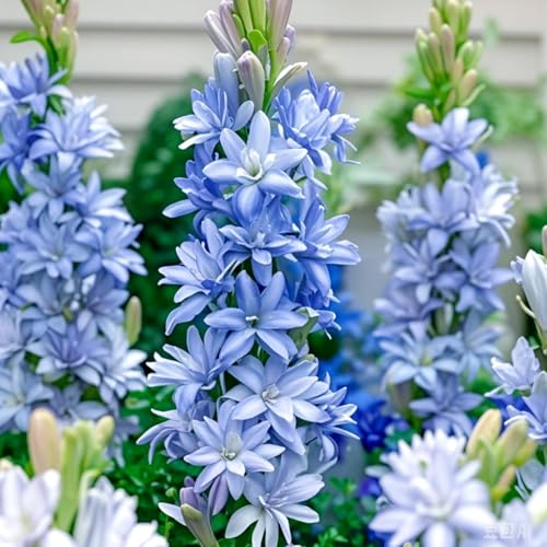 Tuberose Knollen-Mehrjährig winterhart/Geeignet zur Dekoration Ihres Gartens/Begrünung/Verschönern Sie Ihre Umgebung-8 Knollen-A Tuberose Knollen-Mehrjährig winterhart/Geeignet zur Dekoration Ihres Gartens/Begrünung/Verschönern Sie Ihre Umgebung-8 Knollen-A von OPVDJD