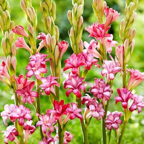 Tuberose Knollen-Mehrjährig winterhart,Heimdekoration/Gartenschätze/Umwelt verschönern-6 Knollen-E Tuberose Knollen-Mehrjährig winterhart,Heimdekoration/Gartenschätze/Umwelt verschönern-6 Knollen-E von OPVDJD