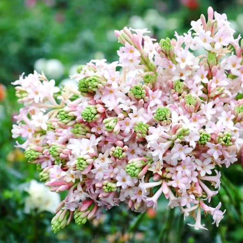 Tuberose Knollen-Mehrjährig winterhart/Verschönern Sie Ihre Umgebung/Geeignet zur Dekoration Ihres Gartens/Begrünung-10 Knollen-C Tuberose Knollen-Mehrjährig winterhart/Verschönern Sie Ihre Umgebung/Geeignet zur Dekoration Ihres Gartens/Begrünung-10 Knollen-C von OPVDJD