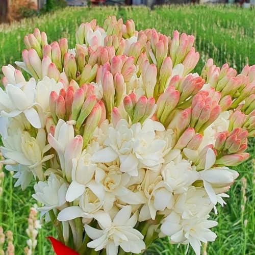 Tuberose Knollen-Mehrjährig winterhart/Verschönern Sie Ihre Umgebung/Geeignet zur Dekoration Ihres Gartens/Begrünung-10 Knollen-D Tuberose Knollen-Mehrjährig winterhart/Verschönern Sie Ihre Umgebung/Geeignet zur Dekoration Ihres Gartens/Begrünung-10 Knollen-D von OPVDJD