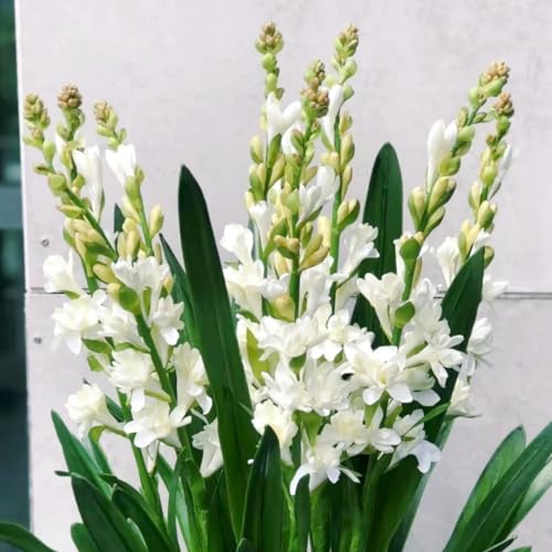 Tuberose Knollen-Mehrjährig winterhart/Verschönern Sie Ihre Umgebung/Geeignet zur Dekoration Ihres Gartens/Begrünung-10 Knollen-E Tuberose Knollen-Mehrjährig winterhart/Verschönern Sie Ihre Umgebung/Geeignet zur Dekoration Ihres Gartens/Begrünung-10 Knollen-E von OPVDJD