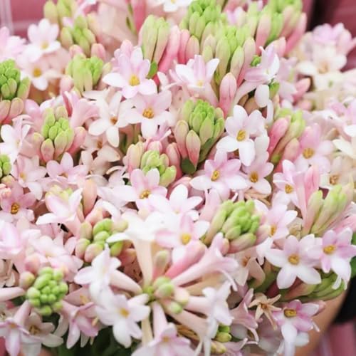 Tuberose Knollen-Mehrjährig winterhart/Verschönern Sie Ihre Umgebung/Geeignet zur Dekoration Ihres Gartens/Begrünung-15 Knollen-A Tuberose Knollen-Mehrjährig winterhart/Verschönern Sie Ihre Umgebung/Geeignet zur Dekoration Ihres Gartens/Begrünung-15 Knollen-A von OPVDJD