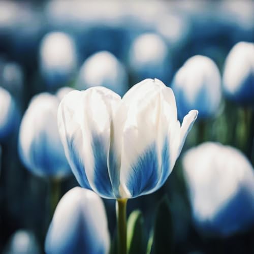 Tulpen-Mehrjährig winterhart/Begrünung/Verschönern Sie Ihre Umgebung/Geeignet zur Dekoration Ihres Gartens-10 Rhizome-D Tulpen-Mehrjährig winterhart/Begrünung/Verschönern Sie Ihre Umgebung/Geeignet zur Dekoration Ihres Gartens-10 Rhizome-D von OPVDJD