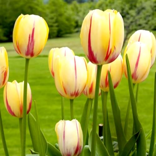 Tulpen-Mehrjährig winterhart/Begrünung/Verschönern Sie Ihre Umgebung/Geeignet zur Dekoration Ihres Gartens-10 Rhizome-G Tulpen-Mehrjährig winterhart/Begrünung/Verschönern Sie Ihre Umgebung/Geeignet zur Dekoration Ihres Gartens-10 Rhizome-G von OPVDJD