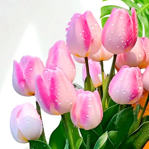 Tulpen-Mehrjährig winterhart/Begrünung/Verschönern Sie Ihre Umgebung/Geeignet zur Dekoration Ihres Gartens-4 Rhizome-E Tulpen-Mehrjährig winterhart/Begrünung/Verschönern Sie Ihre Umgebung/Geeignet zur Dekoration Ihres Gartens-4 Rhizome-E von OPVDJD