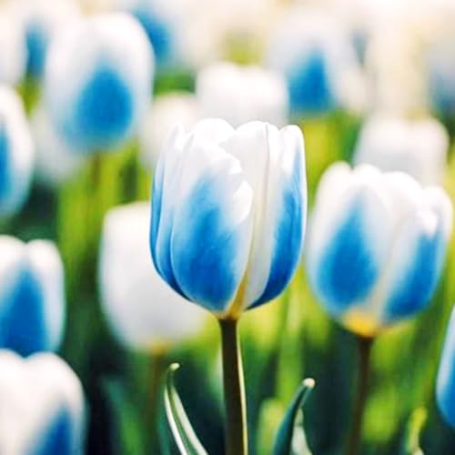 Tulpen-Mehrjährig winterhart/Begrünung/Verschönern Sie Ihre Umgebung/Geeignet zur Dekoration Ihres Gartens-6 Rhizome-C Tulpen-Mehrjährig winterhart/Begrünung/Verschönern Sie Ihre Umgebung/Geeignet zur Dekoration Ihres Gartens-6 Rhizome-C von OPVDJD