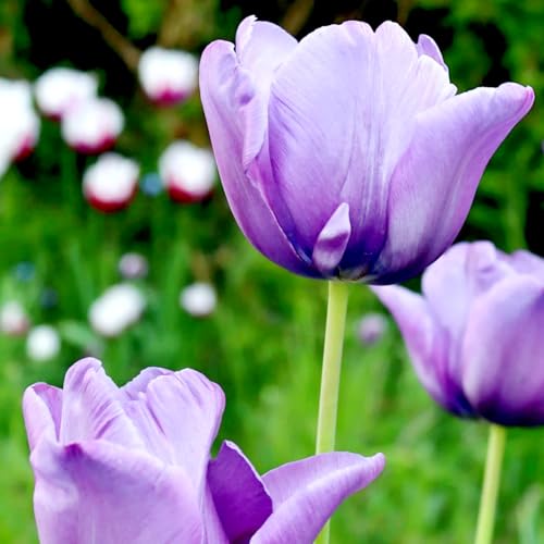 Tulpen-Mehrjährig winterhart/Begrünung/Verschönern Sie Ihre Umgebung/Geeignet zur Dekoration Ihres Gartens-8 Rhizome-F Tulpen-Mehrjährig winterhart/Begrünung/Verschönern Sie Ihre Umgebung/Geeignet zur Dekoration Ihres Gartens-8 Rhizome-F von OPVDJD