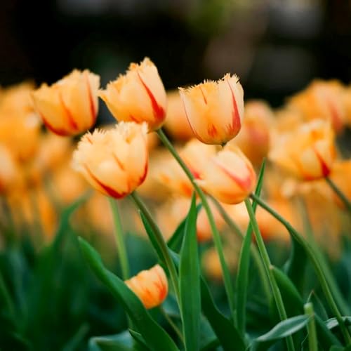 Tulpen-Mehrjährig winterhart/Geeignet zur Dekoration Ihres Gartens/Begrünung/Verschönern Sie Ihre Umgebung-15 Rhizome-C Tulpen-Mehrjährig winterhart/Geeignet zur Dekoration Ihres Gartens/Begrünung/Verschönern Sie Ihre Umgebung-15 Rhizome-C von OPVDJD
