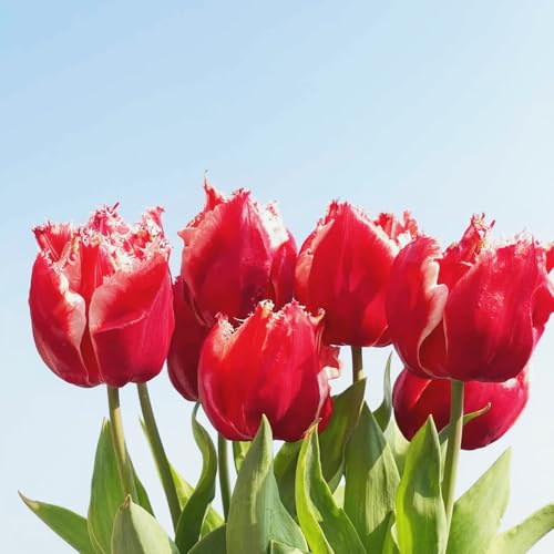 Tulpen-Mehrjährig winterhart/Geeignet zur Dekoration Ihres Gartens/Begrünung/Verschönern Sie Ihre Umgebung-4 Rhizome-A Tulpen-Mehrjährig winterhart/Geeignet zur Dekoration Ihres Gartens/Begrünung/Verschönern Sie Ihre Umgebung-4 Rhizome-A von OPVDJD
