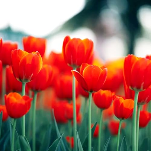 Tulpen-Mehrjährig winterhart/Geeignet zur Dekoration Ihres Gartens/Begrünung/Verschönern Sie Ihre Umgebung-4 Rhizome-G Tulpen-Mehrjährig winterhart/Geeignet zur Dekoration Ihres Gartens/Begrünung/Verschönern Sie Ihre Umgebung-4 Rhizome-G von OPVDJD