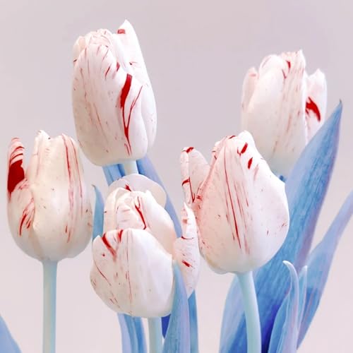 Tulpen-Mehrjährig winterhart/Geeignet zur Dekoration Ihres Gartens/Begrünung/Verschönern Sie Ihre Umgebung-6 Rhizome-D Tulpen-Mehrjährig winterhart/Geeignet zur Dekoration Ihres Gartens/Begrünung/Verschönern Sie Ihre Umgebung-6 Rhizome-D von OPVDJD