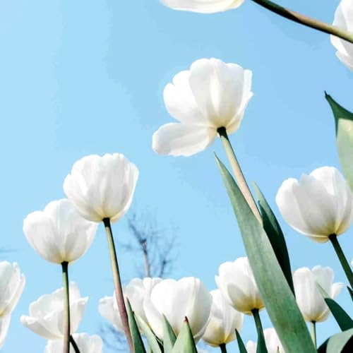 Tulpen-Mehrjährig winterhart/Geeignet zur Dekoration Ihres Gartens/Begrünung/Verschönern Sie Ihre Umgebung-8 Rhizome-B Tulpen-Mehrjährig winterhart/Geeignet zur Dekoration Ihres Gartens/Begrünung/Verschönern Sie Ihre Umgebung-8 Rhizome-B von OPVDJD