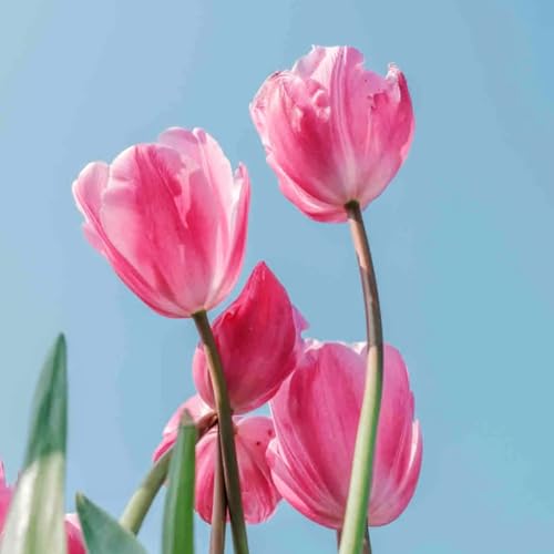Tulpen-Mehrjährig winterhart/Geeignet zur Dekoration Ihres Gartens/Begrünung/Verschönern Sie Ihre Umgebung-8 Rhizome-E Tulpen-Mehrjährig winterhart/Geeignet zur Dekoration Ihres Gartens/Begrünung/Verschönern Sie Ihre Umgebung-8 Rhizome-E von OPVDJD