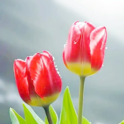 Tulpen-Mehrjährig winterhart/Verschönern Sie Ihre Umgebung/Geeignet zur Dekoration Ihres Gartens/Begrünung-10 Rhizome-D Tulpen-Mehrjährig winterhart/Verschönern Sie Ihre Umgebung/Geeignet zur Dekoration Ihres Gartens/Begrünung-10 Rhizome-D von OPVDJD