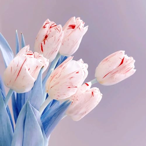 Tulpen-Mehrjährig winterhart/Verschönern Sie Ihre Umgebung/Geeignet zur Dekoration Ihres Gartens/Begrünung-4 Rhizome-B Tulpen-Mehrjährig winterhart/Verschönern Sie Ihre Umgebung/Geeignet zur Dekoration Ihres Gartens/Begrünung-4 Rhizome-B von OPVDJD
