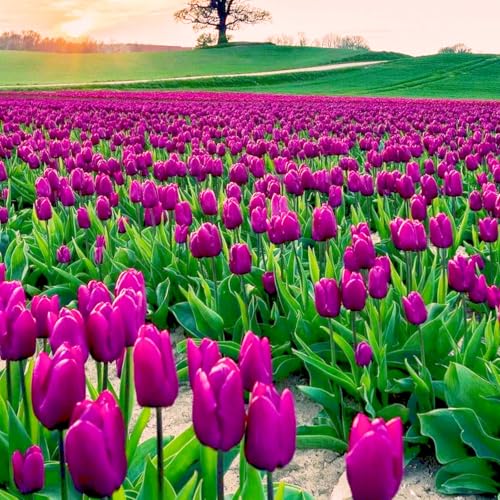 Tulpen-Mehrjährig winterhart/Verschönern Sie Ihre Umgebung/Geeignet zur Dekoration Ihres Gartens/Begrünung-4 Rhizome-F Tulpen-Mehrjährig winterhart/Verschönern Sie Ihre Umgebung/Geeignet zur Dekoration Ihres Gartens/Begrünung-4 Rhizome-F von OPVDJD