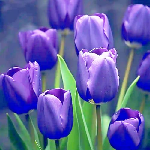 Tulpen-Mehrjährig winterhart/Verschönern Sie Ihre Umgebung/Geeignet zur Dekoration Ihres Gartens/Begrünung-4 Rhizome-H Tulpen-Mehrjährig winterhart/Verschönern Sie Ihre Umgebung/Geeignet zur Dekoration Ihres Gartens/Begrünung-4 Rhizome-H von OPVDJD