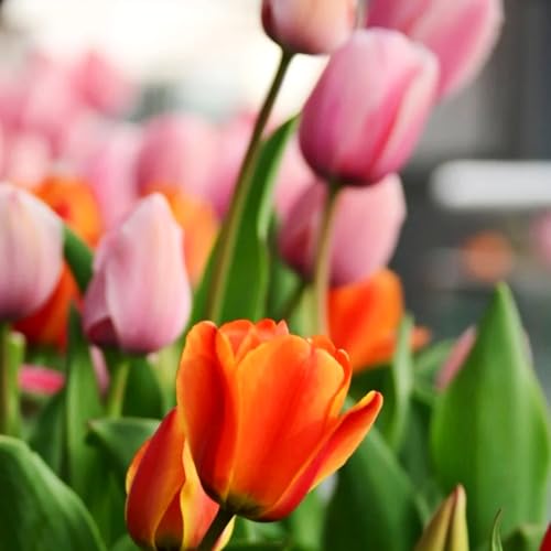 Tulpen-Mehrjährig winterhart/Verschönern Sie Ihre Umgebung/Geeignet zur Dekoration Ihres Gartens/Begrünung-8 Rhizome-E Tulpen-Mehrjährig winterhart/Verschönern Sie Ihre Umgebung/Geeignet zur Dekoration Ihres Gartens/Begrünung-8 Rhizome-E von OPVDJD