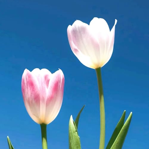Tulpen-Mehrjährig winterhart/Verschönern Sie Ihre Umgebung/Geeignet zur Dekoration Ihres Gartens/Begrünung-8 Rhizome-G Tulpen-Mehrjährig winterhart/Verschönern Sie Ihre Umgebung/Geeignet zur Dekoration Ihres Gartens/Begrünung-8 Rhizome-G von OPVDJD