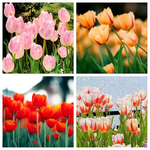 Tulpen-Mehrjährig winterhart/Wohnaccessoires/Gartenschätze/Edle Schnittblumen-4 Rhizome-B Tulpen-Mehrjährig winterhart/Wohnaccessoires/Gartenschätze/Edle Schnittblumen-4 Rhizome-B von OPVDJD