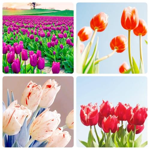 Tulpen-Mehrjährig winterhart/Wohnaccessoires/Gartenschätze/Edle Schnittblumen-4 Rhizome-C Tulpen-Mehrjährig winterhart/Wohnaccessoires/Gartenschätze/Edle Schnittblumen-4 Rhizome-C von OPVDJD