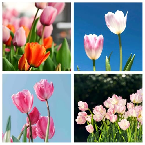 Tulpen-Mehrjährig winterhart/Wohnaccessoires/Gartenschätze/Edle Schnittblumen-8 Rhizome-G Tulpen-Mehrjährig winterhart/Wohnaccessoires/Gartenschätze/Edle Schnittblumen-8 Rhizome-G von OPVDJD