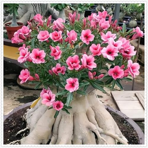 Wüstenrose//Adenium,Winterharte mehrjährige/Seltene winterharte Wüstenrose(OPVDJD)-2 Rhizome-G von OPVDJD