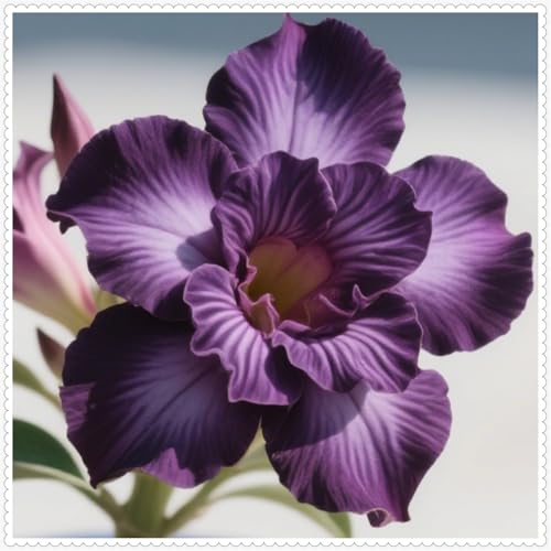 Wüstenrose/Adenium/Wüstenrose bonsai/Wüstenrose (großblütig)-Winterharte mehrjährige/Sonnenbeständig und hitzebeständig-1 Rhizome-A von OPVDJD