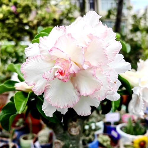 Wüstenrose/Adenium/Wüstenrose bonsai/Wüstenrose (großblütig)-Winterharte mehrjährige/Sonnenbeständig und hitzebeständig-1 Rhizome-F von OPVDJD